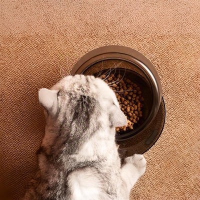 Feeding Bowl