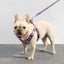 Chest Harness